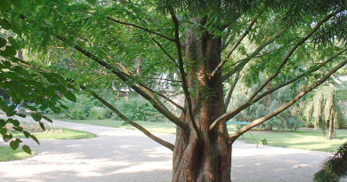 arbre-abbatu-metasequoia