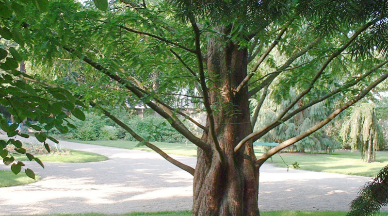 arbre-abbatu-metasequoia